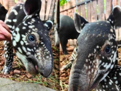 Sensacja w Płocku. W zoo przyszedł na świat pierwszy w Polsce tapir malezyjski