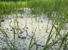 Dowody na zmianę klimatu. Demagog: nie tylko kilka dni, lecz długotrwały trend