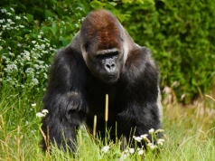 Rzucali jedzeniem w goryla. Warszawskie ZOO apeluje do odwiedzających. Skandaliczne zachowanie, które mogło skończyć się tragicznie dla zwierząt
