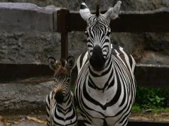 Kolejne narodziny w zamojskim zoo. Na świat przyszły zebra i leniwiec