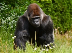 Rzucali w goryla i próbowali go karmić. Stanowczy apel warszawskiego zoo