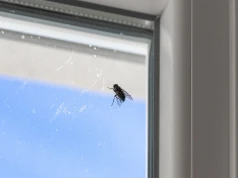 Każdy, kogo irytują muchy brzęczące w domu, znajdzie ulgę. Oto skuteczny sposób