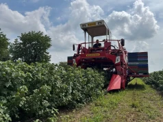 Porzeczka po przymrozkach i rekordowych upałach. Tak plantator uratował plon