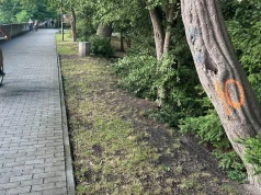 Część drzew nad Odrą w Opolu do wycinki. „Stwarzają zagrożenie”