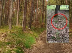 Grzybiarz poszedł do lasu, od razu chwycił za telefon. "One wciąż wyskakują"