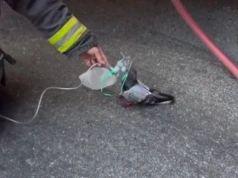 Strażacy z Oakland w Kalifornii uratowali gołębia. Podali mu tlen po pożarze samochodu (WIDEO)
