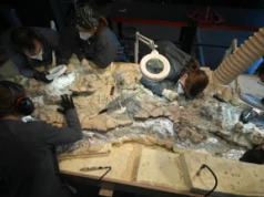Dotknąć prehistorii. Już 2 tysiące wolontariuszy oczyszcza w CNK szkielet mastodonzaura