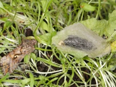 Ten motyl może zniszczyć niejedną plantację. Pojawił się w Polsce