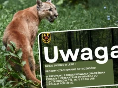 Alarm na Dolnym Śląsku. W lesie grasuje puma?