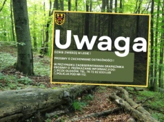 Puma grasuje na Dolnym Śląsku? „Nie wchodzić do lasów”