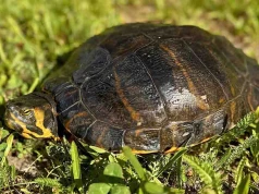 Rekordowy żółw ozdobny odłowiony w Poznaniu