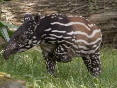 ZOO chwali się narodzinami wyjątkowego zwierzęcia. "To pierwszy maluch tego gatunku urodzony w Polsce!"