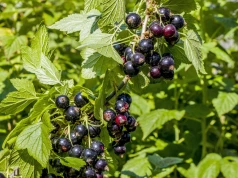 Tegoroczne zbiory czarnej porzeczki zagrożone. Plantatorów czeka trudny czas