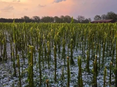 W kilka minut stracili plony. Grad zniszczył tysiące hektarów upraw