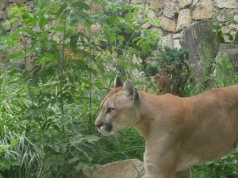 Kolejna puma w polskim lesie? "Prośba o zachowanie szczególnej ostrożności"