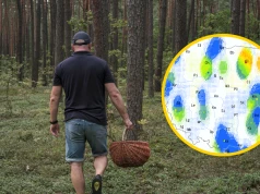 Wysyp grzybów po intensywnych opadach. Najlepsze warunki w najbliższych dniach