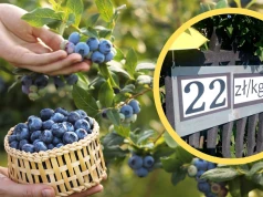 Rolnicy zapraszają na samozbiory borówek. Taką tabliczkę wywiesili na płocie. Jest dolny limit