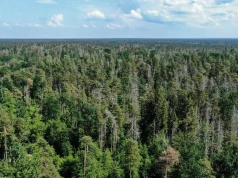 Niebezpieczny projekt rządu ws. lasów spadł z obrad Sejmu. "Wieść gminna niesie..."