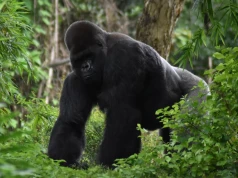 Ostrzeżenie Warszawskiego ZOO. „Może doprowadzić do tragicznych konsekwencji”