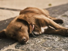 MONDO CANE czyli obsrana Warszawa