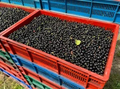 Ceny porzeczek czarnych biją rekordy. Czy czeka nas fala masowych nasadzeń?