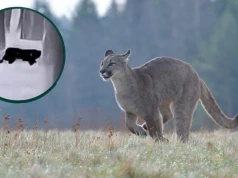 Pojawiło się nagranie pumy spod Głogowa. Widać, że to spory drapieżnik