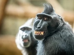 Odkręcają świetlówki i żądają kiwi. Małpy we wrocławskim zoo każdego dnia zaskakują opiekunów