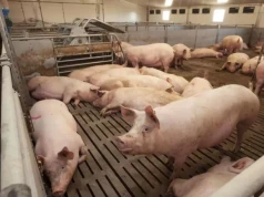 Ceny świń wzrosły nawet o 40 gr. Ile dziś płacą za tuczniki?