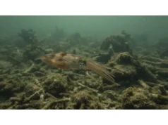 Zakwaszenie oceanów kurczy mózgi kałamarnic. Co to oznacza dla ekosystemów?