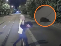 Zatrzymała tramwaj, by ratować jeża