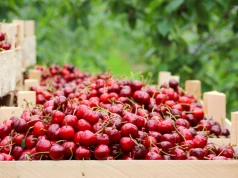 Czereśni będzie mniej niż zakładano. Pogoda i import dają się we znaki sadownikom