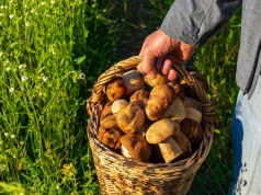 Polacy ruszają do lasów. Mało kto wie, jak grzybobranie wpływa na zdrowie