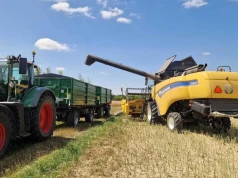 Eksperci alarmują: polskiego rzepaku zabraknie. Import będzie konieczny
