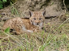 Dwa małe rysie urodziły się w Śląskim ZOO. Czy w przyszłości trafią na wolność?