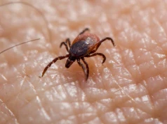 Kleszcze nie znoszą tego zapachu. Naturalny sposób na letnią ochronę