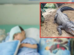 Dramat w zoo w Wielkiej Brytanii. Trzylatek walczy o zdrowie po ataku krokodyli