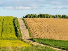 Ta odmiana rośliny strączkowej wypełnia lukę w zmianowaniu ma wytrzymać susze