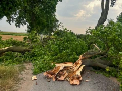 Drzewo zablokowało drogę w Ciążeniu