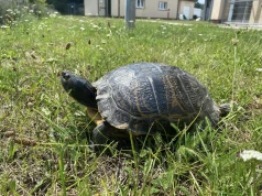 Żółw uciekinier, amatorzy imprez pod chmurką. Interwencje straży miejskiej