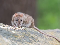 Plaga szczurów w centrum Warszawy. Mieszkańcy alarmują, służby przyznają: problem może być trudny do rozwiązania