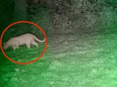 Popłoch na Dolnym Śląsku. Puma nie jest pumą? Nowe szczegóły