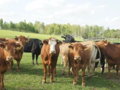 Koniec pastuchów. Krowy słuchają niewidzialnego ogrodzenia