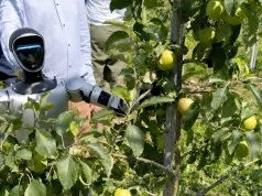 Robot w polskim sadzie. Zrywał jabłka i brzoskwinie, ale czy zdał egzamin?