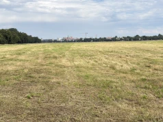 Błonia już bez wysokiej trawy. Czy Kraków powinien zostawiać część łąki nieskoszoną?