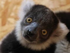 Czarno-białe maluchy w gdańskim zoo