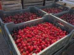 W marketach tureckie i serbskie czereśnie. Sadownik: nie mamy gdzie sprzedać towaru