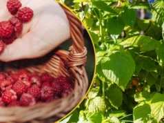 Wystarczy koszyk i spacer do lasu. Polacy ruszają na darmowe samozbiory