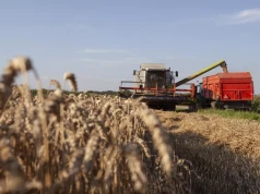 El Niño może uderzyć w rolnictwo. Co oznacza dla polskich gospodarstw?
