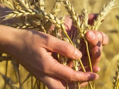 Pozwólcie obojgu róść aż do żniwa. Myśli do medytacji na 16 Niedzielę Zwykłą, rok A