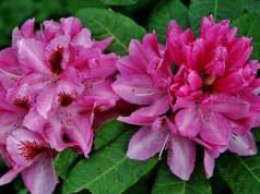 Sąsiadkom szczęka opadnie, gdy zobaczą te rododendrony. Wystarczy domowy nawóz